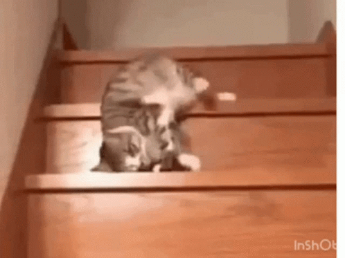 A Cat Is Sitting On The Bottom Of A Set Of Wooden Stairs . GIF