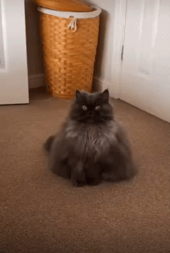 A Cat Is Sitting On The Floor Next To A Basket GIF