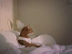 A Cat Is Sitting On Top Of A Bed With A White Shirt On . GIF