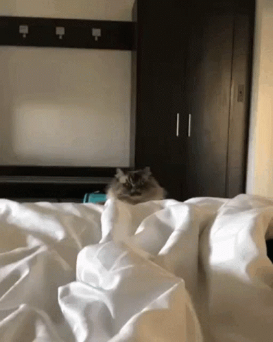 A Cat Is Sitting On Top Of A Bed With White Sheets GIF