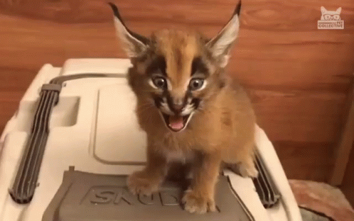 A Cat Is Sitting On Top Of A Cooler With Its Mouth Open . GIF