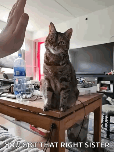 A Cat Is Sitting On Top Of A Wooden Table And A Person Is Giving It A High Five . GIF