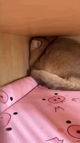 a cat is sleeping in a box on a bed with a pink pig blanket .
