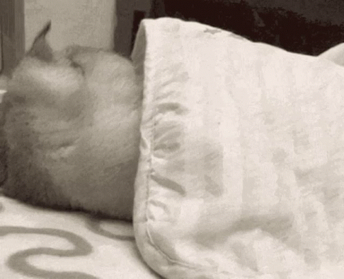 A Cat Is Sleeping On A Bed Under A White Blanket GIF