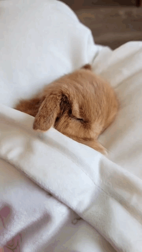 A Cat Is Sleeping On A Bed With Its Head Under A Blanket GIF