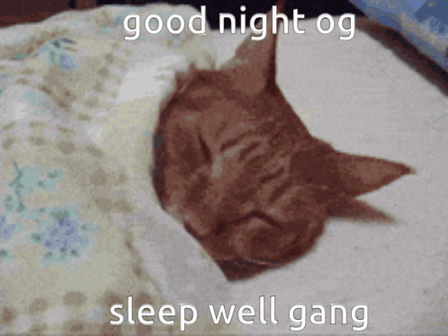 A Cat Is Sleeping On A Bed With The Words Good Night Og Sleep Well Gang Written Above It GIF