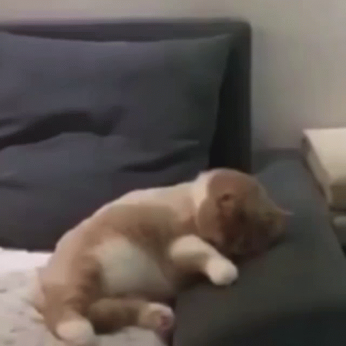 A Cat Is Sleeping On A Couch With A Blue Pillow . GIF