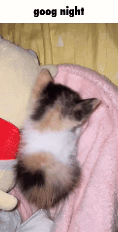 A Cat Is Sleeping On A Pink Blanket Next To A Stuffed Animal And The Words Goog Night Above It GIF