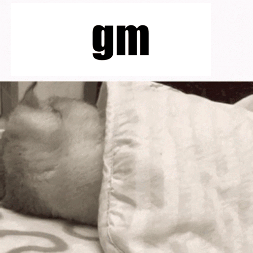 A Cat Is Sleeping Under A Pillow With The Word Gm Below It GIF
