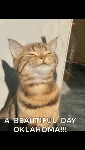A Cat Is Smiling With Its Eyes Closed And The Words `` A Beautiful Day Oklahoma '' Written On The Bottom . GIF