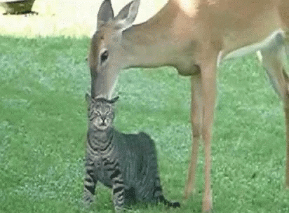 A Cat Is Sniffing A Deer 'S Nose In The Grass . GIF