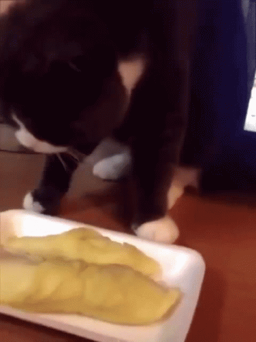 A Cat Is Sniffing A Piece Of Food On A Styrofoam Container GIF