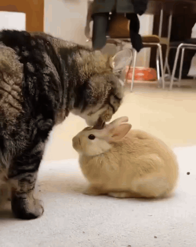A Cat Is Sniffing A Small Rabbit On The Nose GIF