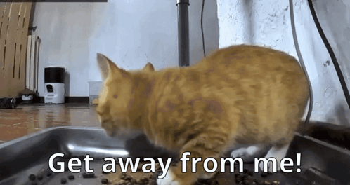 A Cat Is Standing In A Bowl Of Food With The Words Get Away From Me GIF