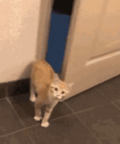 A Cat Is Standing In A Doorway Looking At The Camera . GIF