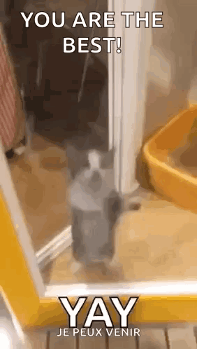 A Cat Is Standing In A Doorway Next To A Bottle Of Soap And A Yellow Box . GIF
