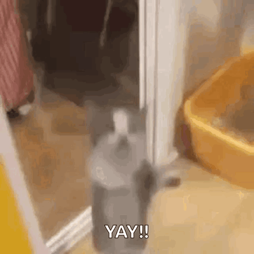 A Cat Is Standing In A Doorway Next To A Litter Box And A Bottle . GIF