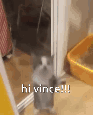 A Cat Is Standing In A Doorway Next To A Litter Box And Says Hi Vince !! GIF