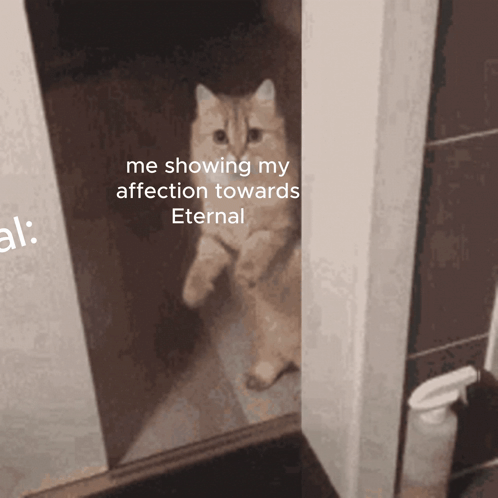 A Cat Is Standing In A Doorway With The Caption Me Showing My Affection Towards Eternal GIF