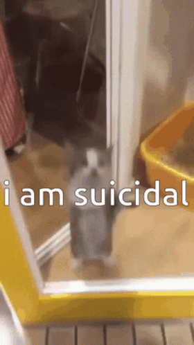 A Cat Is Standing In A Doorway With The Words " I Am Suicidal " Written Below It GIF