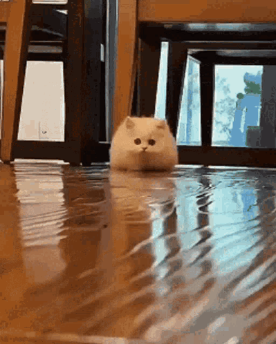 A Cat Is Standing In A Puddle Of Water On The Floor GIF
