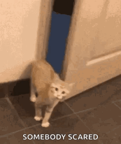 A Cat Is Standing In Front Of A Door And Looking Out . GIF