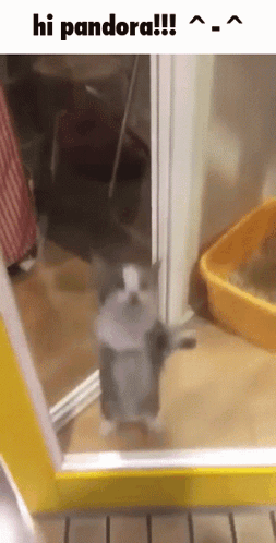 A Cat Is Standing In Front Of A Door And Says Hi Pandora !!! GIF