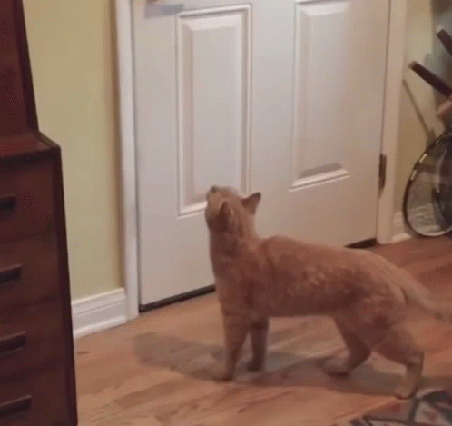 A Cat Is Standing In Front Of A Door In A Room Looking Up . GIF