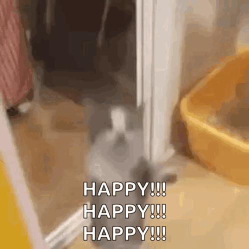 A Cat Is Standing In Front Of A Door With The Words Happy !!! Happy !!! Happy !!! Written On It . GIF