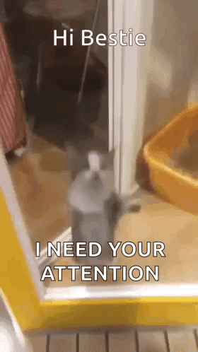 a cat is standing in front of a door with the words `` hi bestie i need your attention '' .