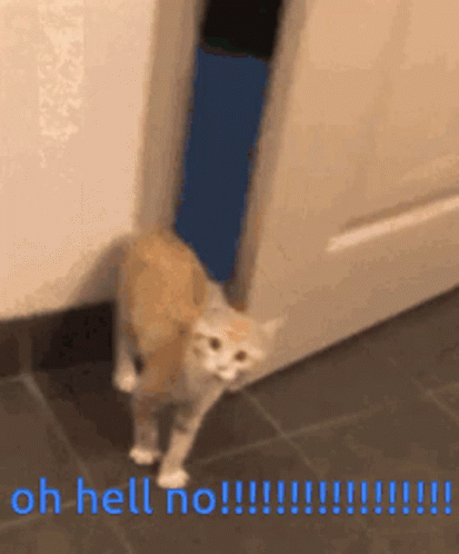 A Cat Is Standing In Front Of A Door With The Words `` Oh Hell No '' Written On The Bottom . GIF