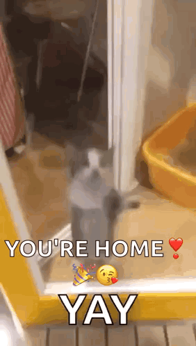 A Cat Is Standing In Front Of A Door With The Words You 'Re Home Yay Written On It GIF