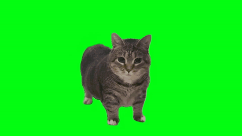 A Cat Is Standing In Front Of A Green Screen And Looking At The Camera . GIF
