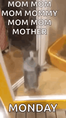 A Cat Is Standing In Front Of A Mirror With A Caption That Says `` Mom Mom Mom Mommy Mom Mom Mother Monday '' . GIF