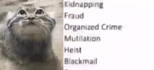 A Cat Is Standing In Front Of A Sign That Says Kidnapping Fraud Organized Crime Mutilation Heist Blackmail . GIF