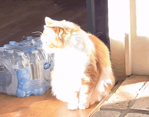 A Cat Is Standing In Front Of A Stack Of Bottles Of Sprite GIF