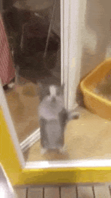 A Cat Is Standing In Front Of A Yellow Door Next To A Yellow Litter Box . GIF