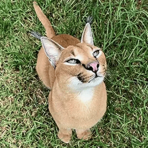A Cat Is Standing In The Grass And Looking Up . GIF