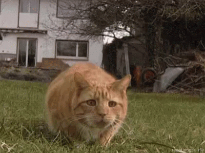 A Cat Is Standing In The Grass In Front Of A House . GIF