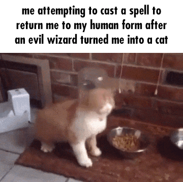 A Cat Is Standing Next To A Bowl Of Food On A Rug . GIF