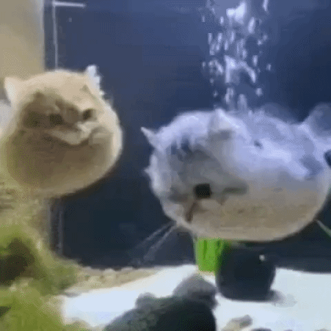 A Cat Is Standing Next To A Fish In A Fish Tank . GIF