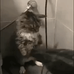 A Cat Is Standing Next To A Mouse In A Shower . GIF
