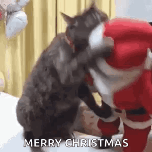 A Cat Is Standing Next To A Stuffed Santa Claus And Kissing It . GIF