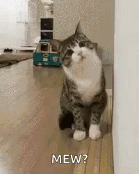 A Cat Is Standing Next To A Wall And Asking , `` Mew ? '' . GIF