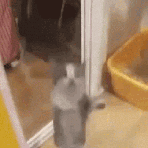 A Cat Is Standing Next To A Yellow Litter Box In A Bathroom . GIF