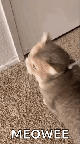 A Cat Is Standing On A Carpet Next To A Door And Looking At The Camera . GIF