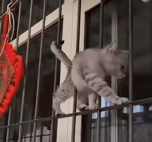 A Cat Is Standing On A Metal Railing Next To A Window . GIF