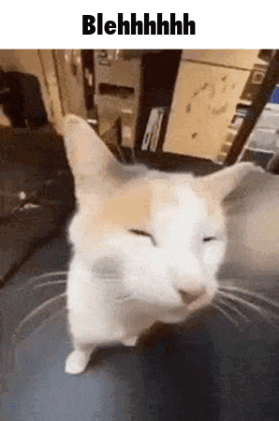 A Cat Is Standing On A Table With Its Eyes Closed And A Caption That Says Blehhhh . GIF