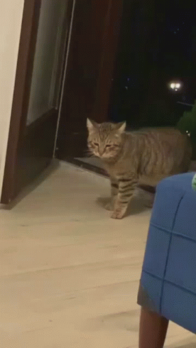 A Cat Is Standing On A Wooden Floor In Front Of A Blue Chair GIF