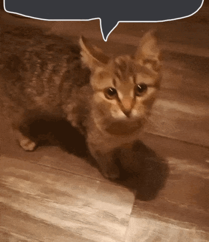 Cat Standing On Wooden Floor With Speech Bubble GIF